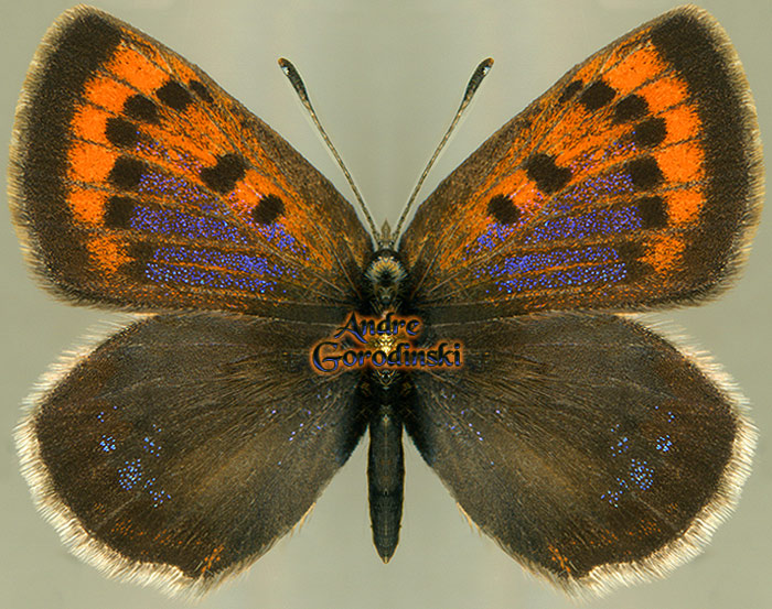http://www.gorodinski.ru/lycaenidae/Lycaena standfussi female.jpg
